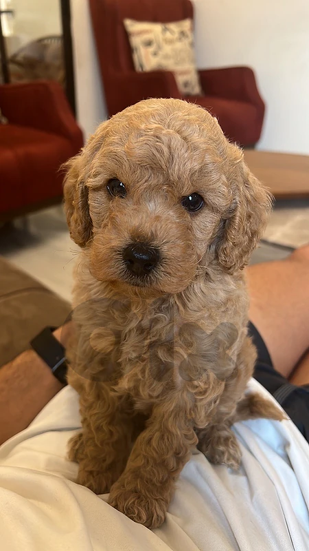 toy poodle