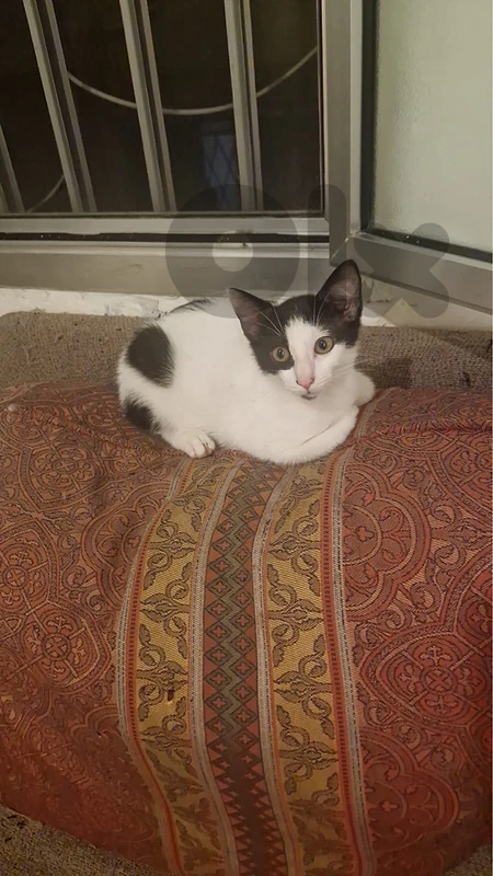 2 lovely kittens for adoption!! 2 lovely kittens for adoption!!