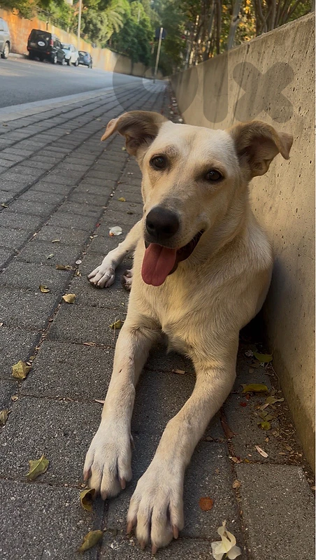 Stella