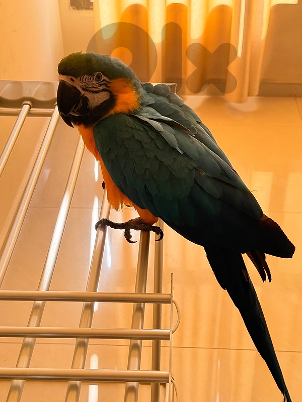 Macaw Gold & Blue + Cage