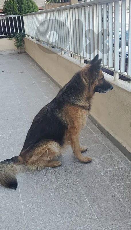 german for adoption