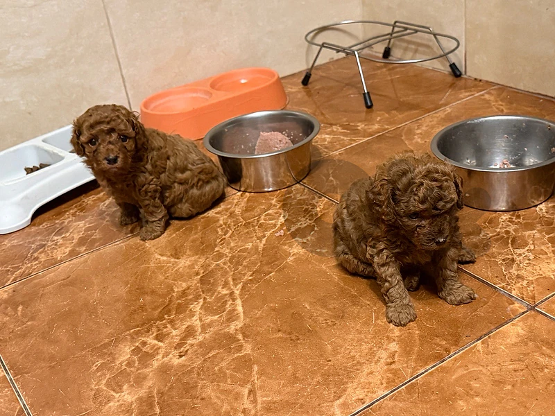 toy poodle