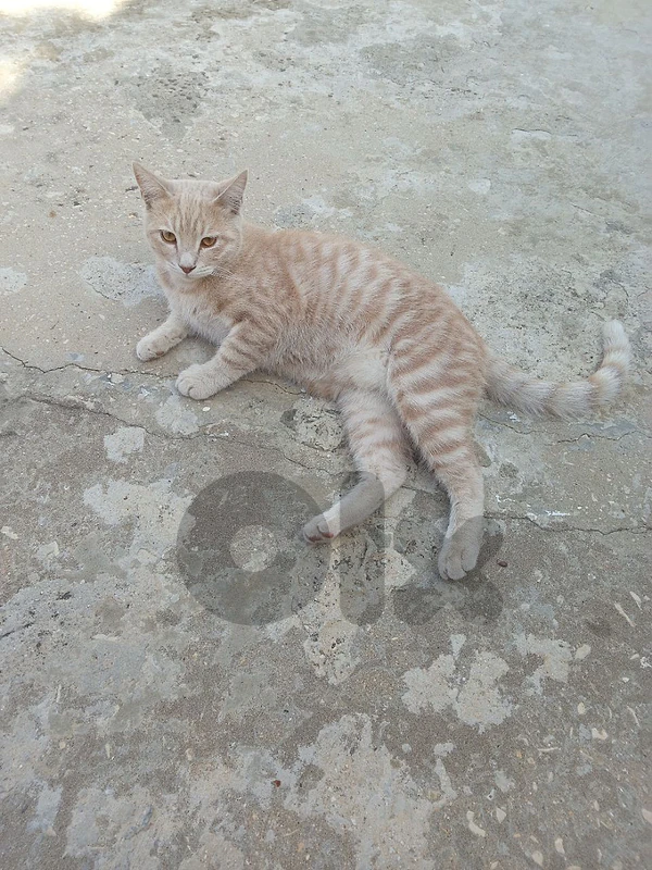 male cat