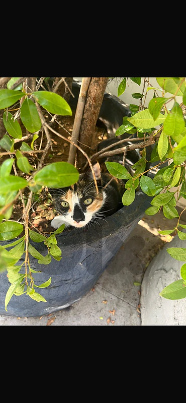 Two cats for adoption FREE OF CHARGE - Must stay together - M & F