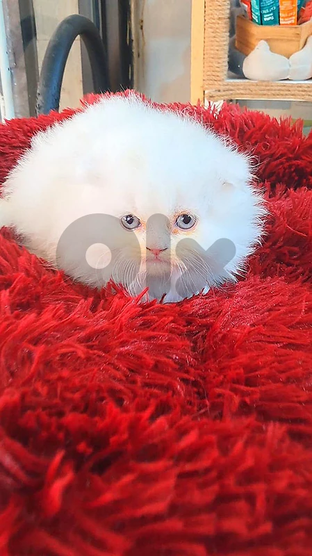 White Scottish Fold Male Kitten 💙 | Fluffy Coat & Blue Eyes