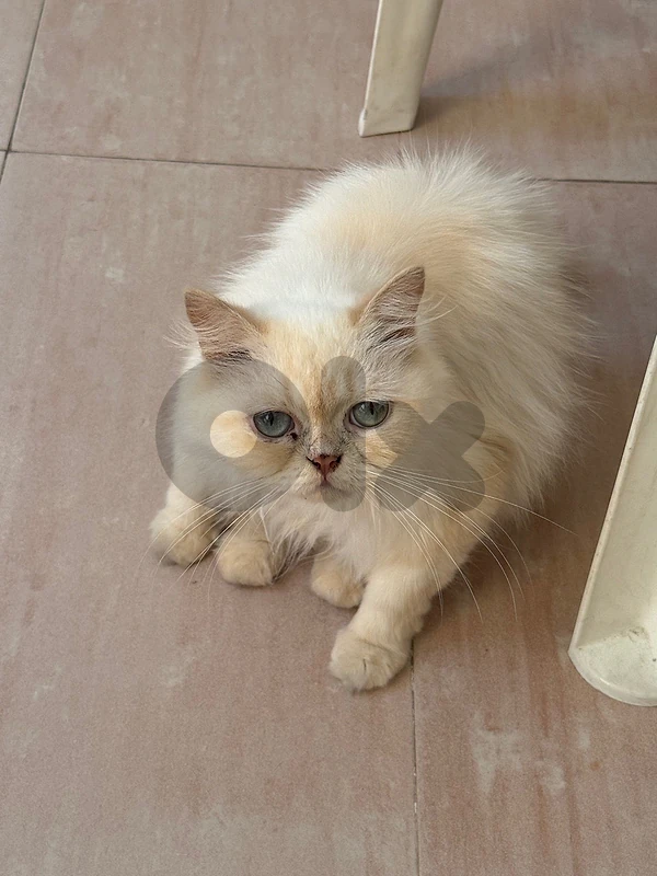 persian 1 year old cat (sick but she has her medication with her) persian 1 year old cat (sick but she has her medication with her)