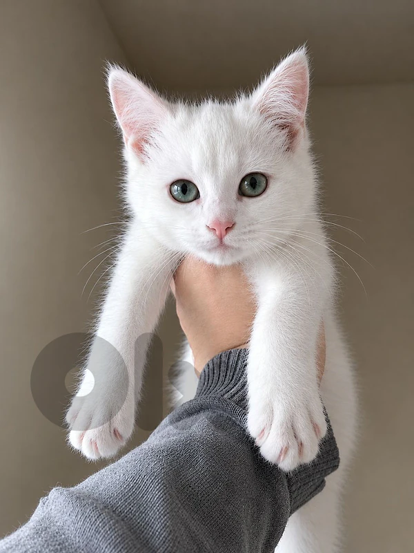 British kitten