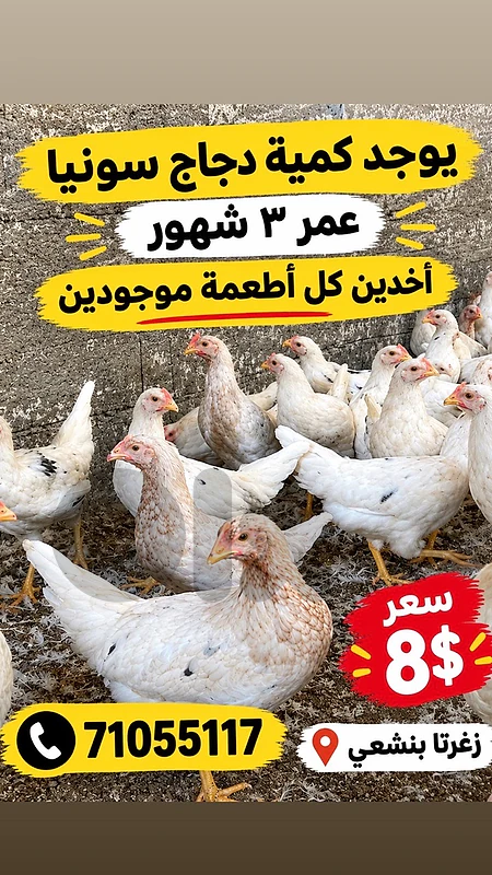 chicken