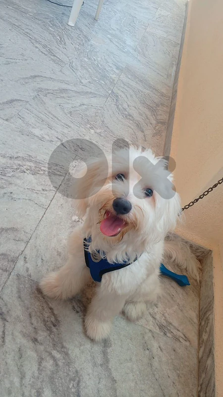 كلب بيشون للتبني Dog for adoption