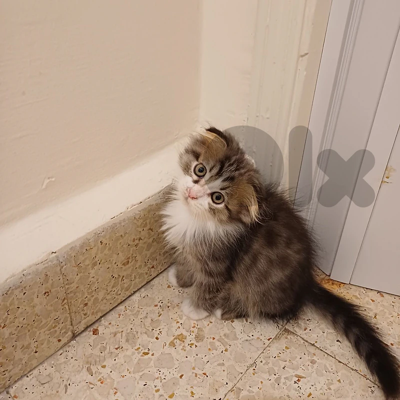 scottish fold