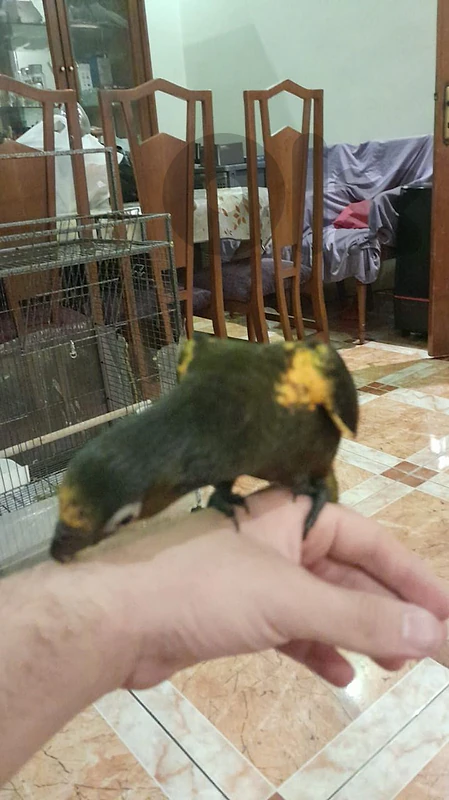 brown lory