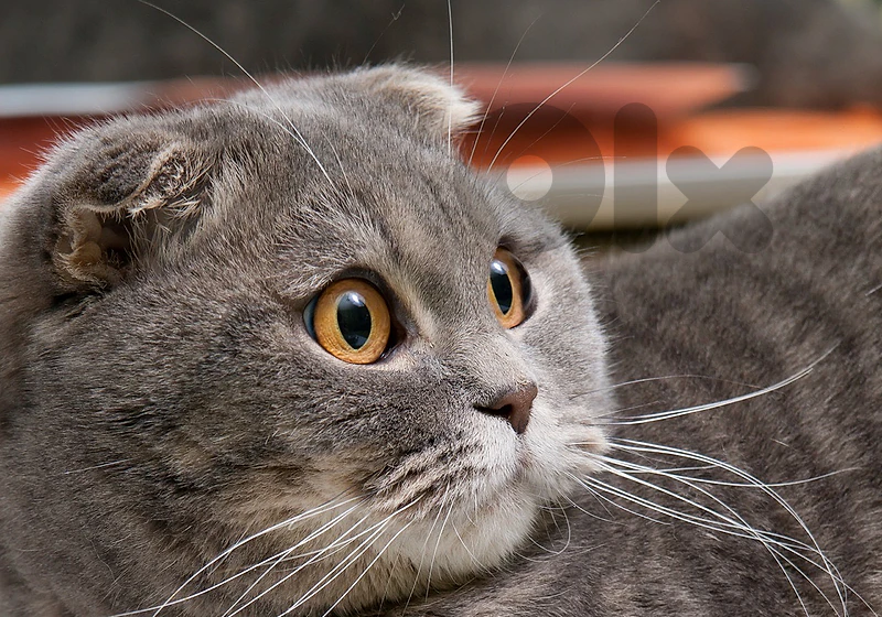 scottish fold cat 🐱 Cute, Playful & Fun-Loving Cat! 🐾