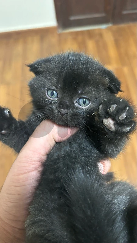 scottish fold