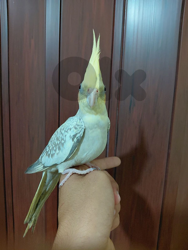 cockatiel tamed for sale