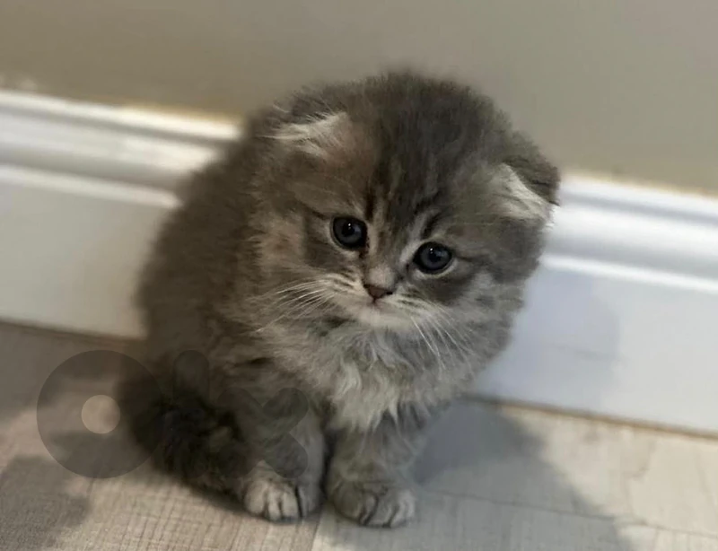 Kitten for sale