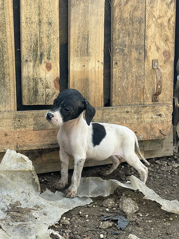 pointer hunting puppies