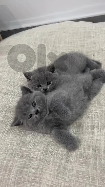 British kitten 😸 100%