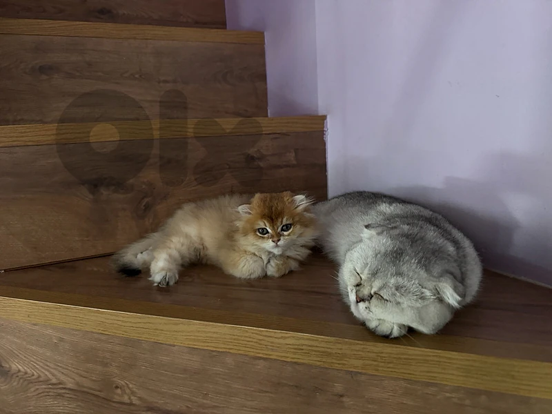 golden chinchilla long hair and silver chinchilla shorthair