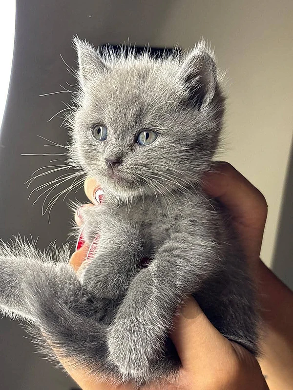 British Shorthair Cat
