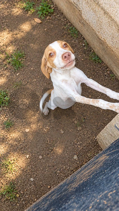 2 months old pointer male كلب صيد