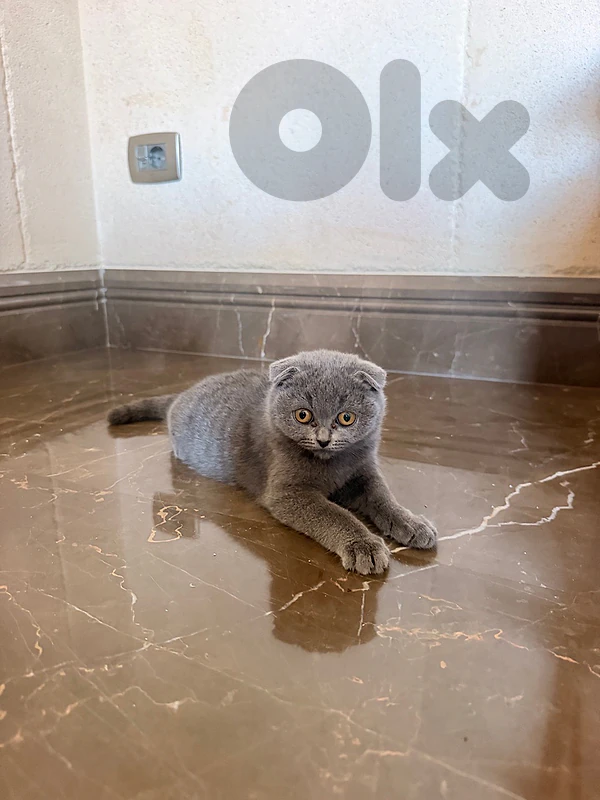 scottish fold cat (kitten) 🐱 Cute, Playful & Fun-Loving Cat! 🐾