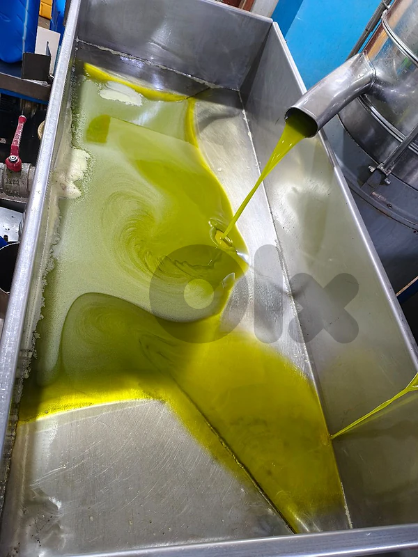 Premium olive oil   زيت زيتون خضير