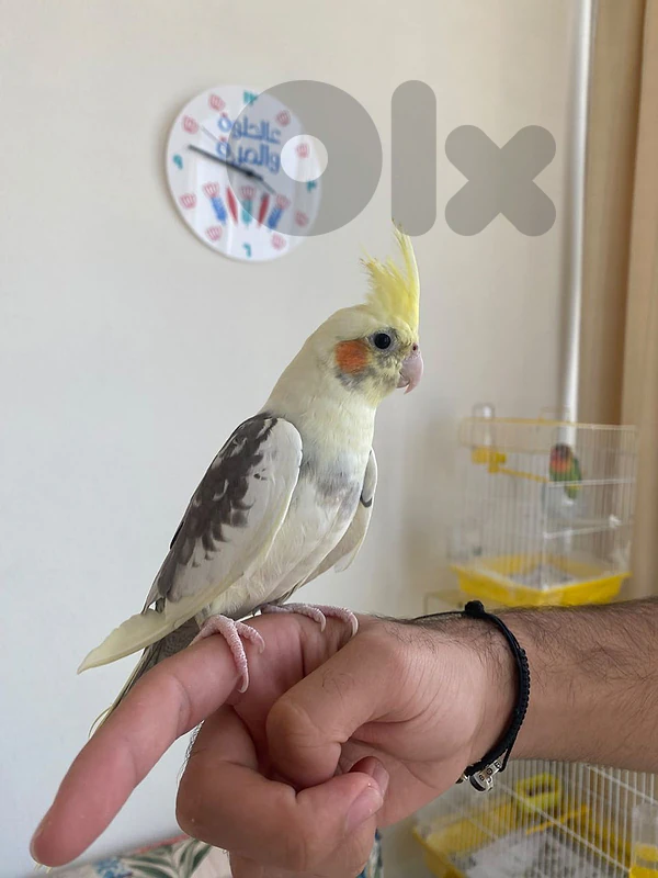 كروان مروض مع قفص كبير