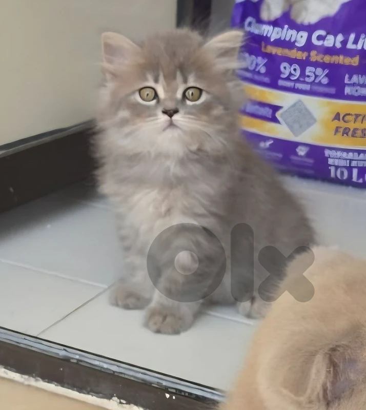 cute kittens