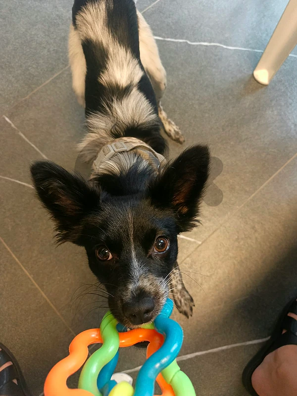 1-year old unique spitz