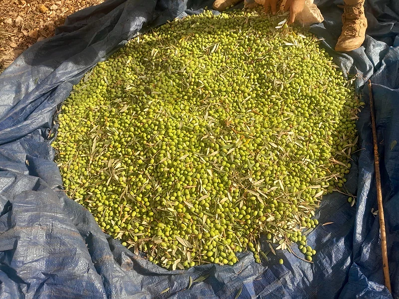 Olive Oil from Jezzine (Baladi - خضير)