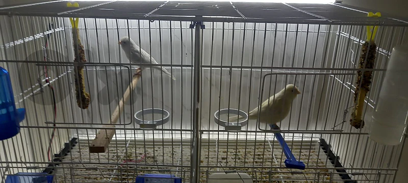 canary for sale