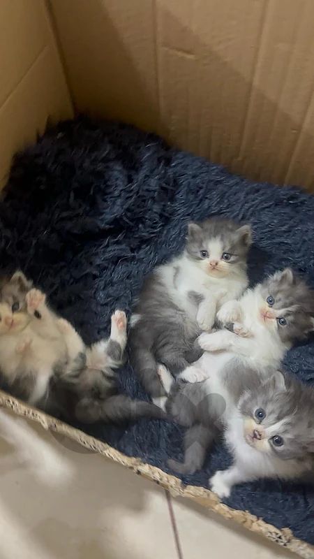kittens