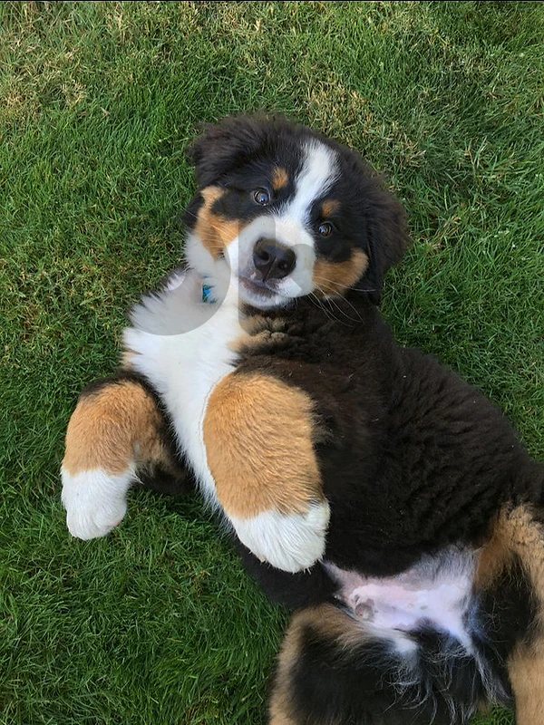 Beautiful Bernese Mountain Dog Available in Store / Delivery