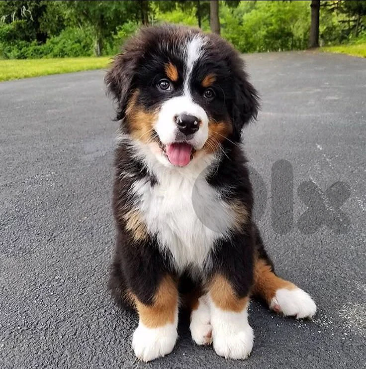 Fluffy Bernese Mountain puppies Available in store / Imported/ Dog