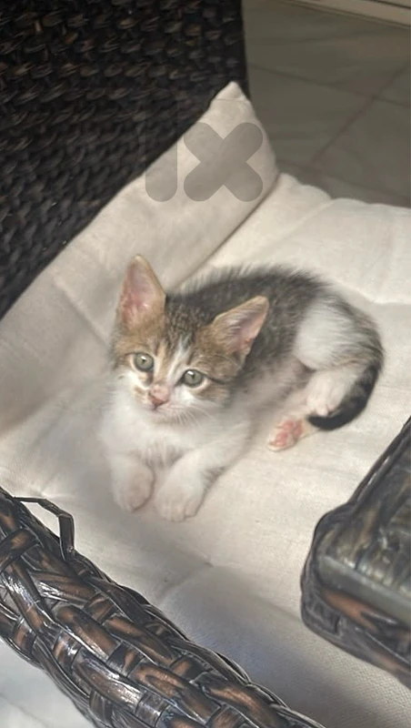 Kitten for adoption