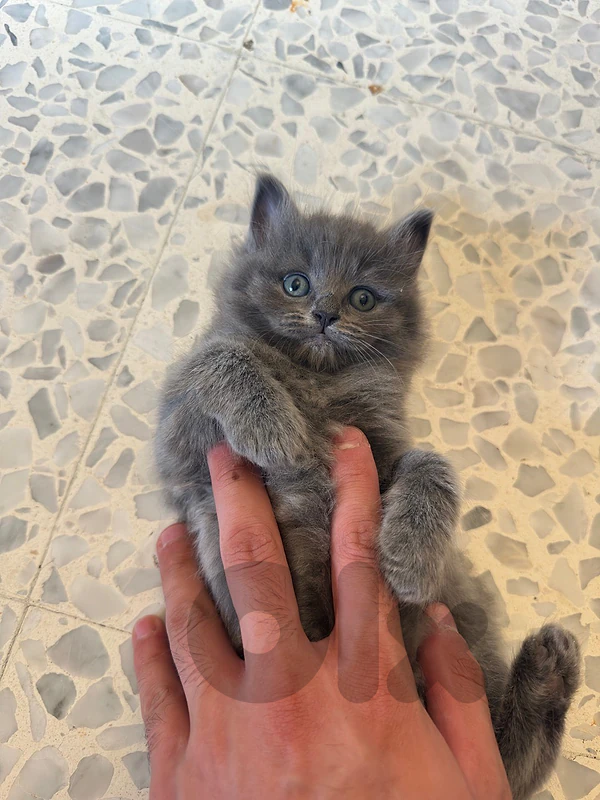 British kitten