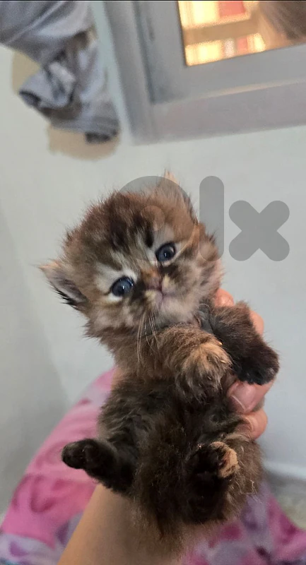 Kittens for sale