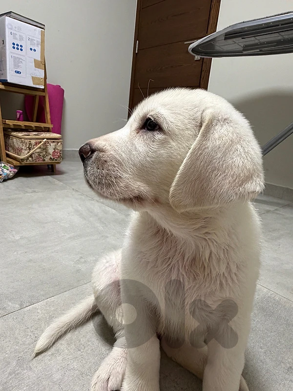 ALABAI / CENTRAL ASIAN SHEPHERD PUPPIES FOR SALE
