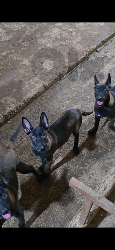 Puppies Malinois