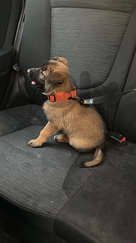 Playful 2 Months Vaccinated Belgian Malinois Puppy