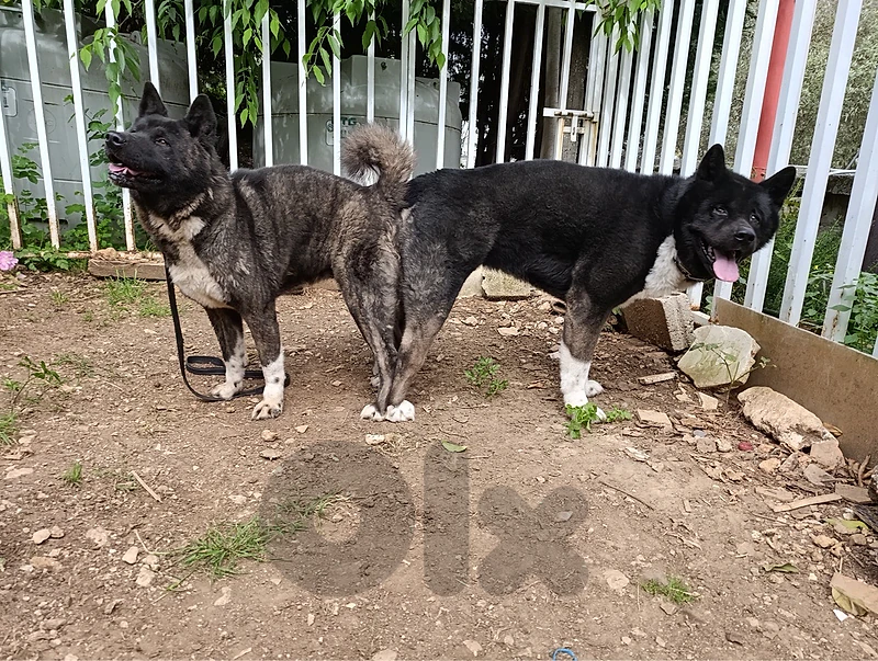 american akita