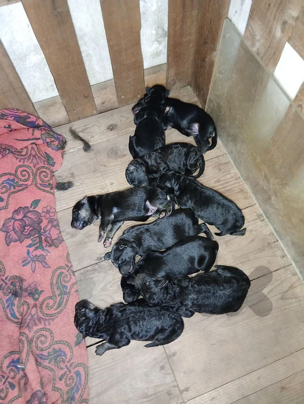Royal Black German Shepherd Puppies