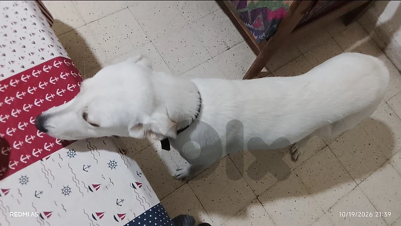 BEAUTIFUL WHITE FEMALE DOG FOR ADOPTION -100$-