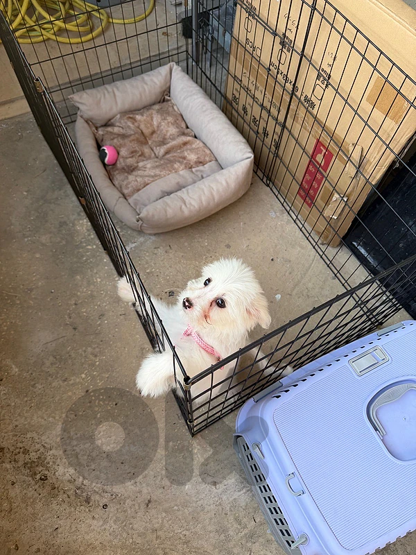 white bichon 2months puppy white bichon 2months puppy