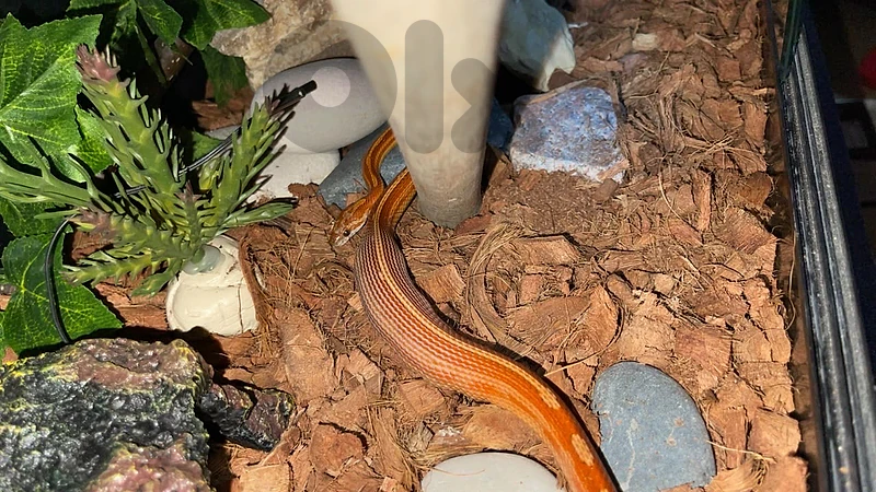 corn snake for sale