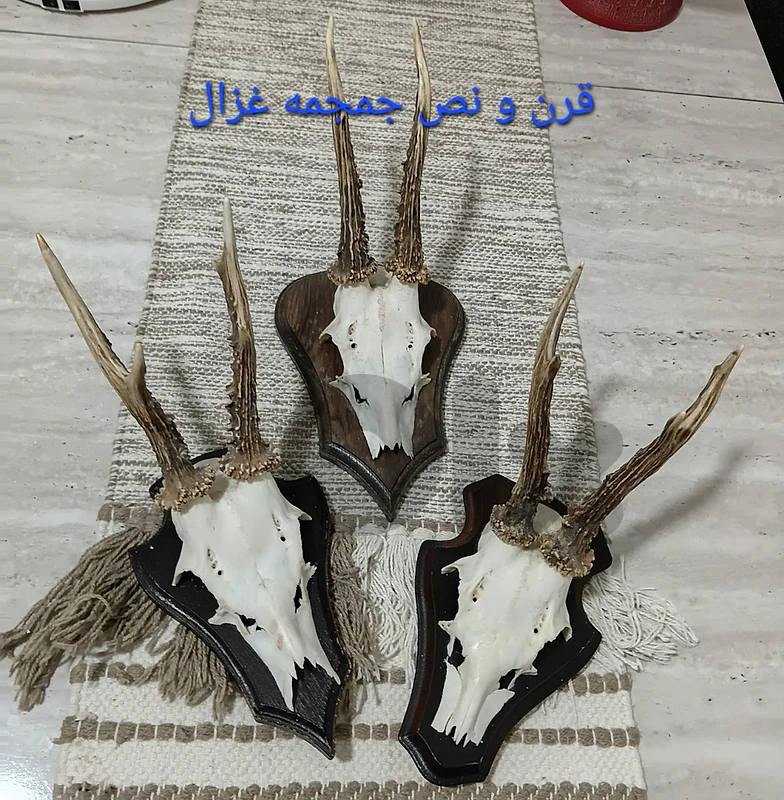 ٣ قرون غزال