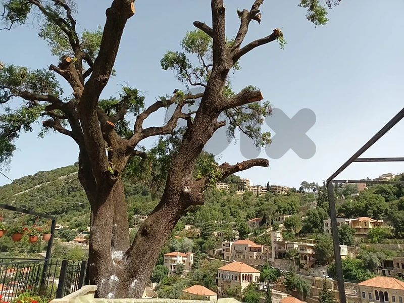 House for rent in Dlebta بيت حجر للايجار في دلبتا