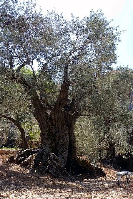 Olive land for sale-sahel Al jdayde highway