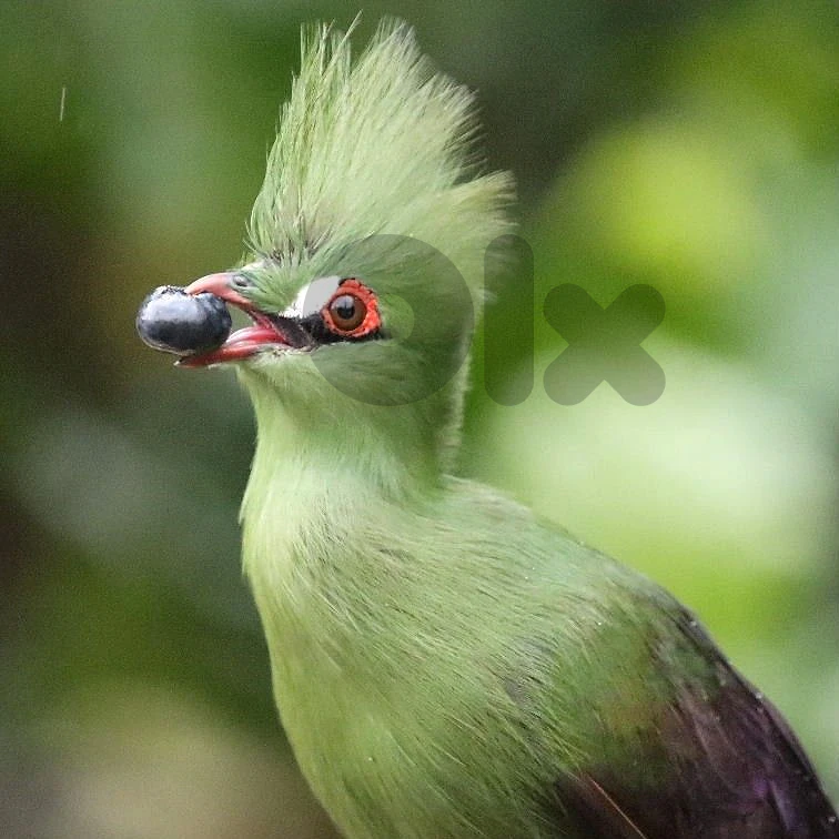 African turaco bird ، طائر التوراكو الأفريقي