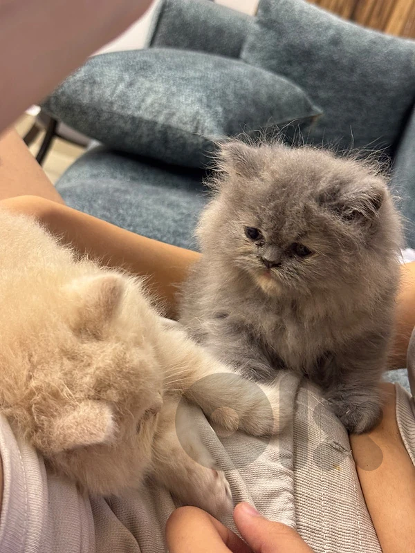 persain kitten